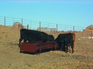 Bunk-Feeder-HIQUAL-STRONG