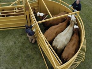 Cattle_in_Sioux_Steel_Crowding_Tub_large