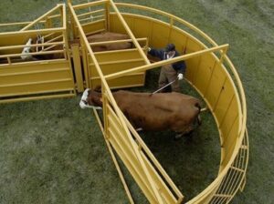 Cattle_in_Sioux_Steel_Working_Equipment_large