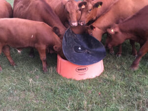 Cows-Eating-From-Ground-Mineral-Feeder