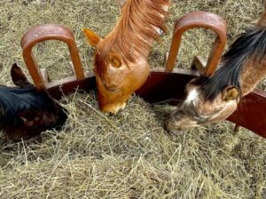 HiQual-Tombstone-Bull-Feeder-in-use