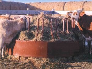 HiQual-Tombstone-Saver-Hay-Feeder_CattleEating