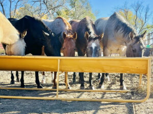 SiouxSteel-Bunk-Feeder-with-horses