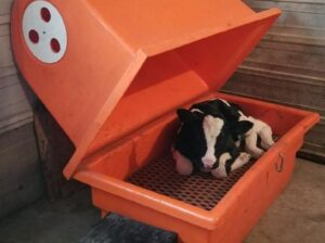 Warming-Calves-During-Calving-Season_large